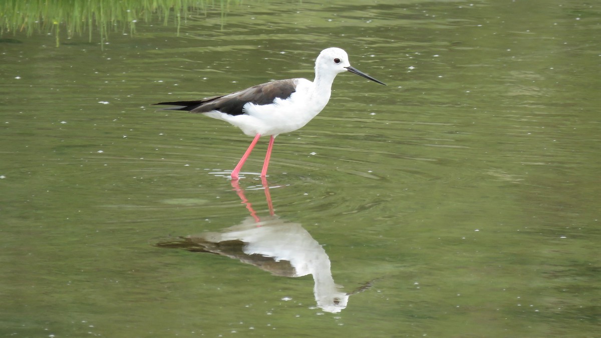 Black-winged Stilt - ML350597001