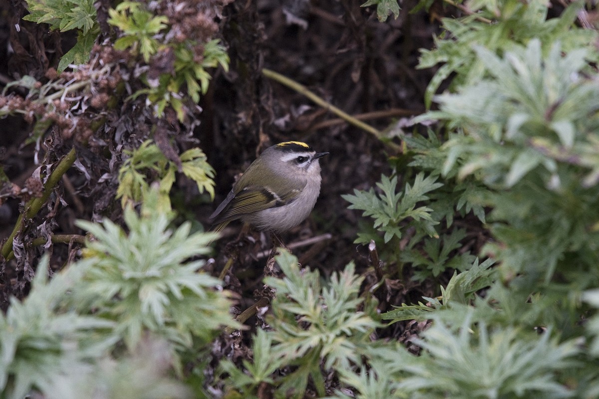 Golden-crowned Kinglet - ML35059741