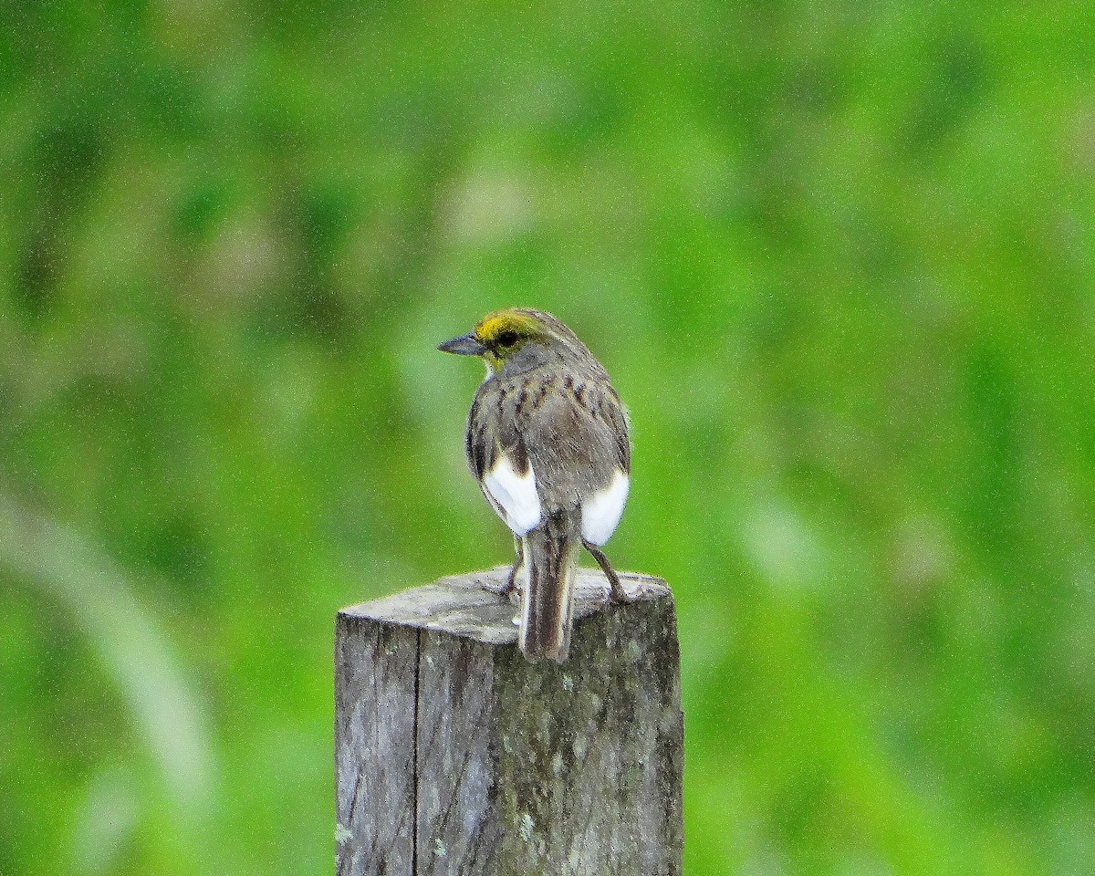 Yellow-browed Sparrow - ML35059881