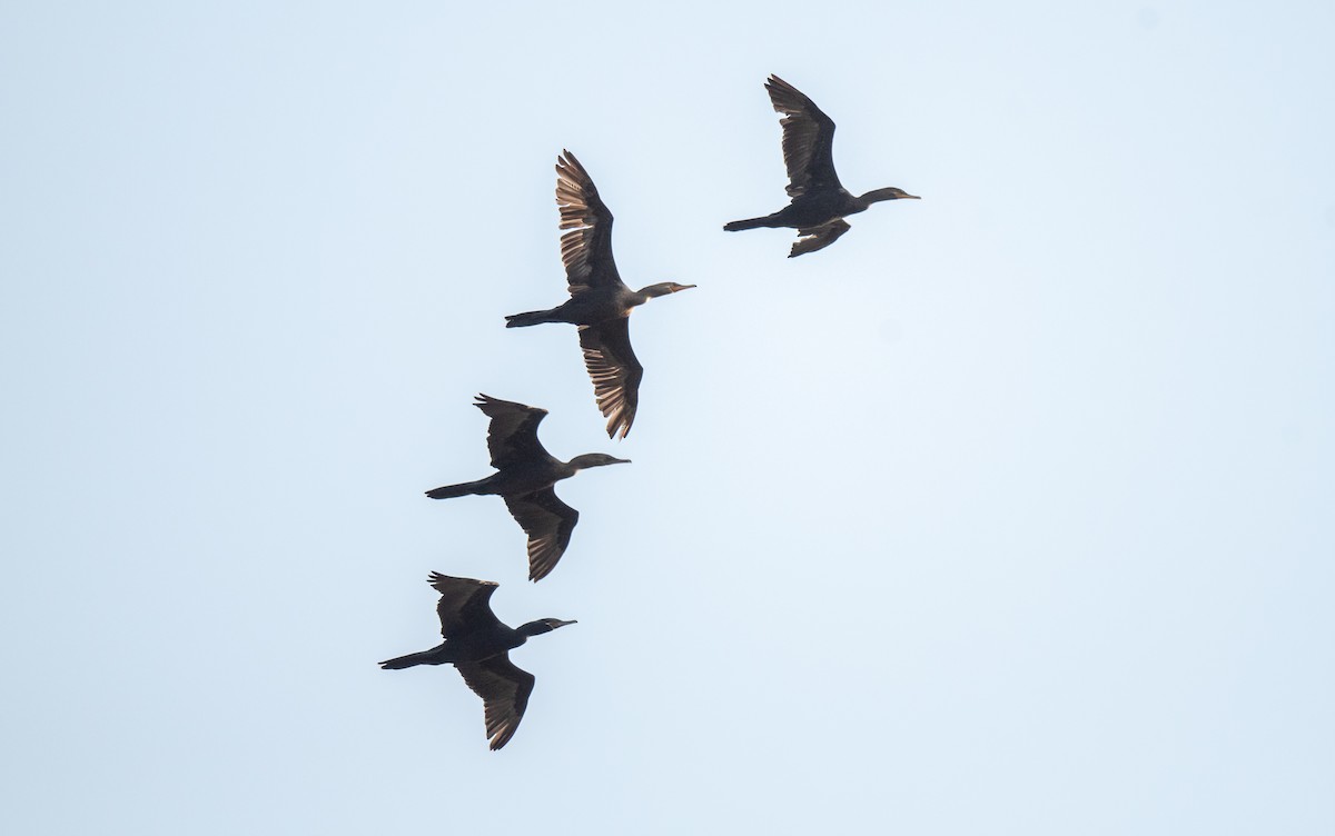 Neotropic Cormorant - Wim van Zwieten