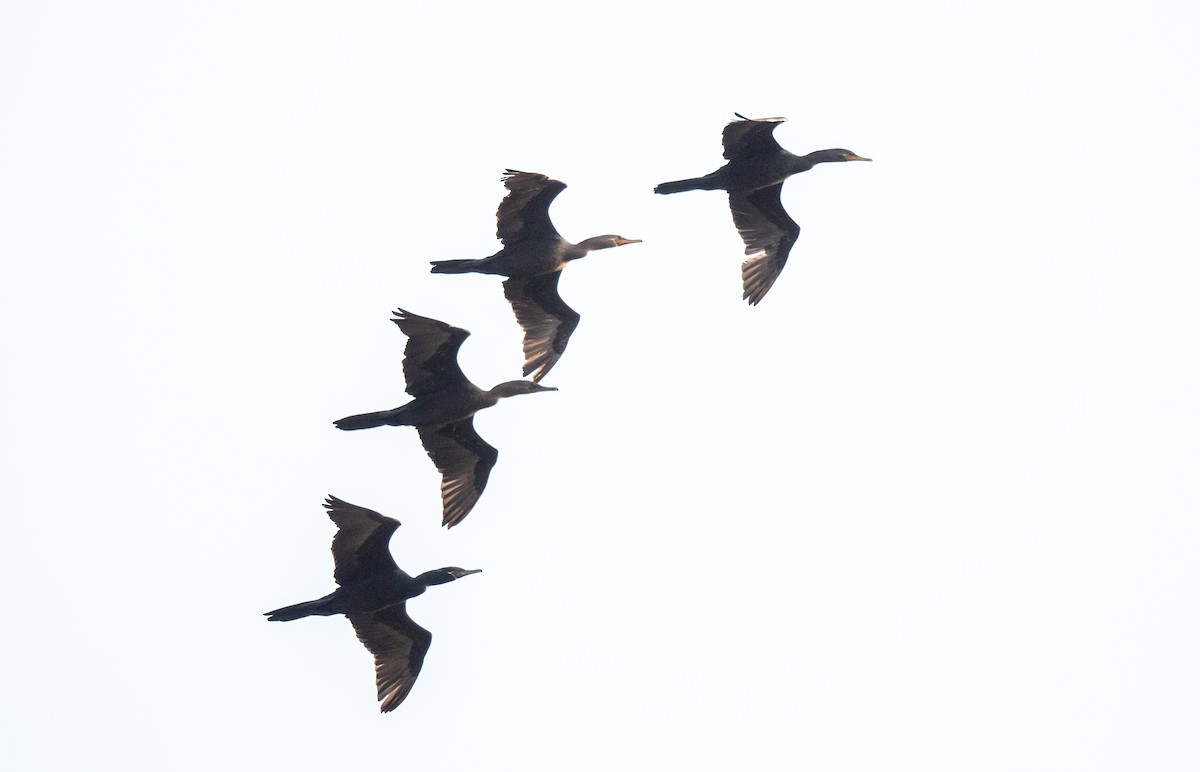 Neotropic Cormorant - Wim van Zwieten