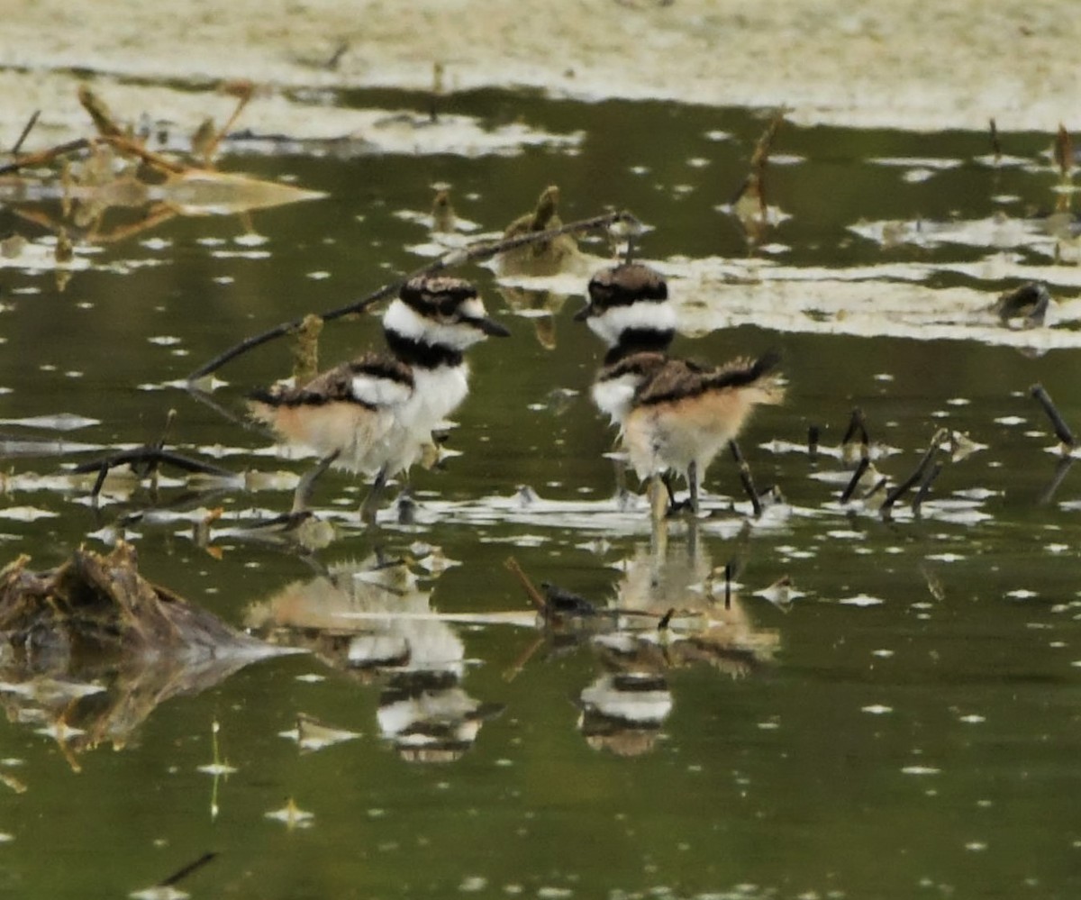 Killdeer - ML350598881