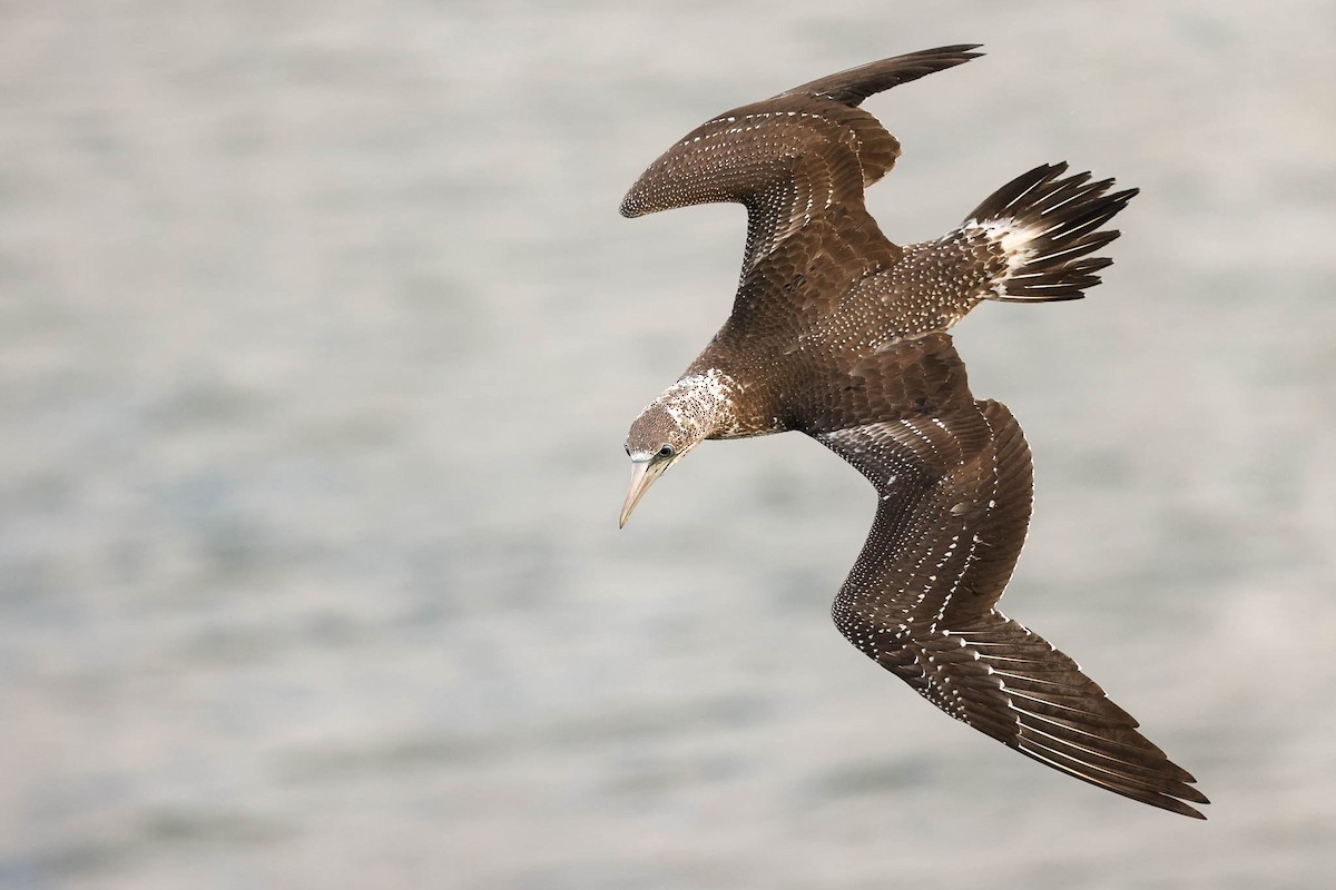 Australasian Gannet - Ged Tranter