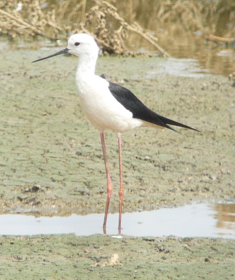 Black-winged Stilt - ML350599691