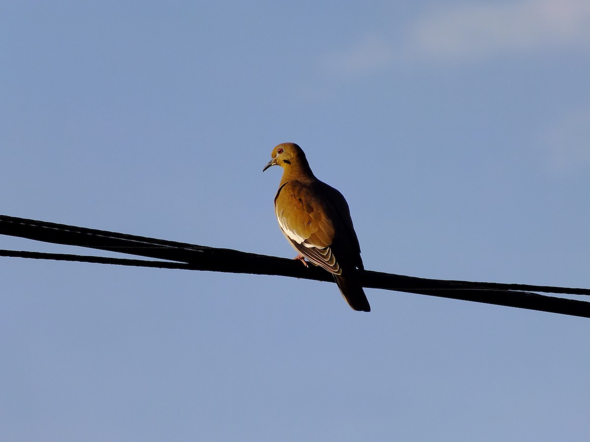 White-winged Dove - ML350600031