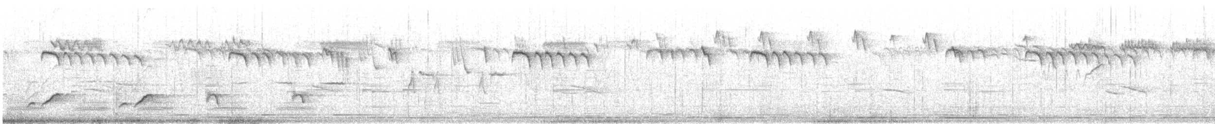 Orite à gorge blanche - ML350600801