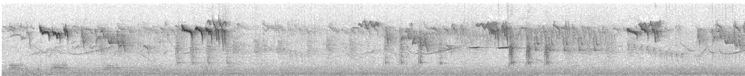 Orite à gorge blanche - ML350601401