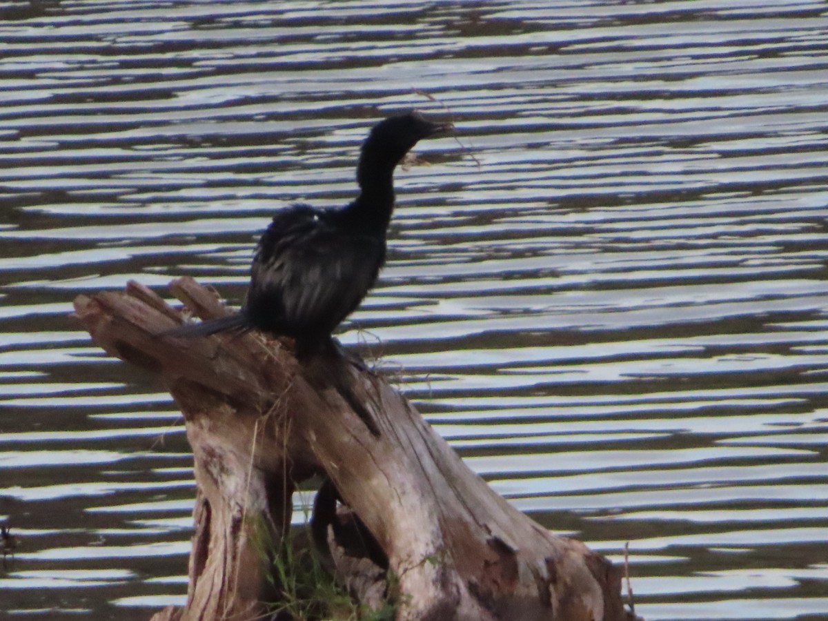 Little Cormorant - ML350602991