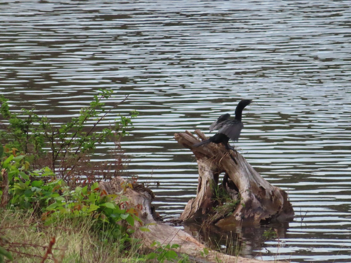 Little Cormorant - ML350603001