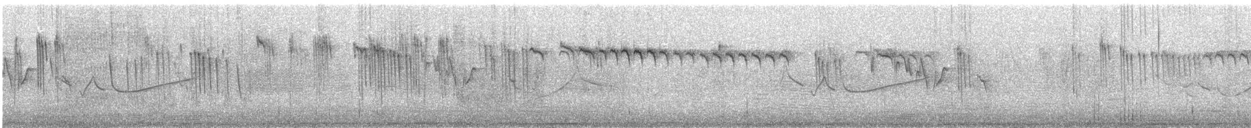 Orite à gorge blanche - ML350603711