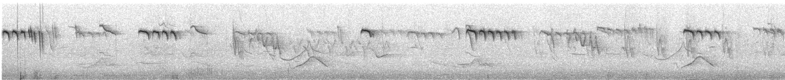 Orite à gorge blanche - ML350604391