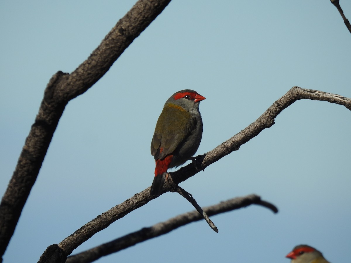 Red-browed Firetail - ML350604401