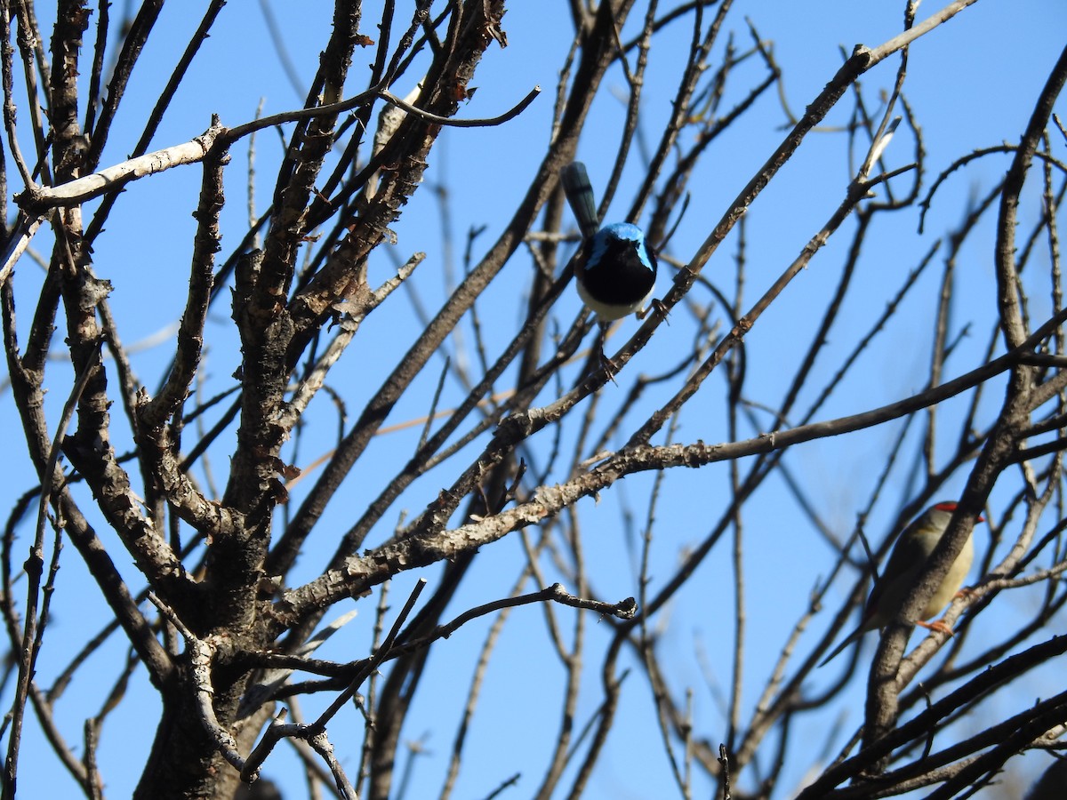 Variegated Fairywren - ML350604421