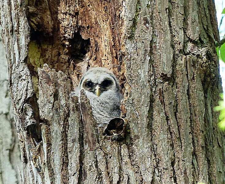 Barred Owl - ML35060461