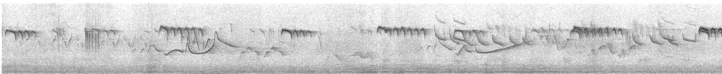 Orite à gorge blanche - ML350604741