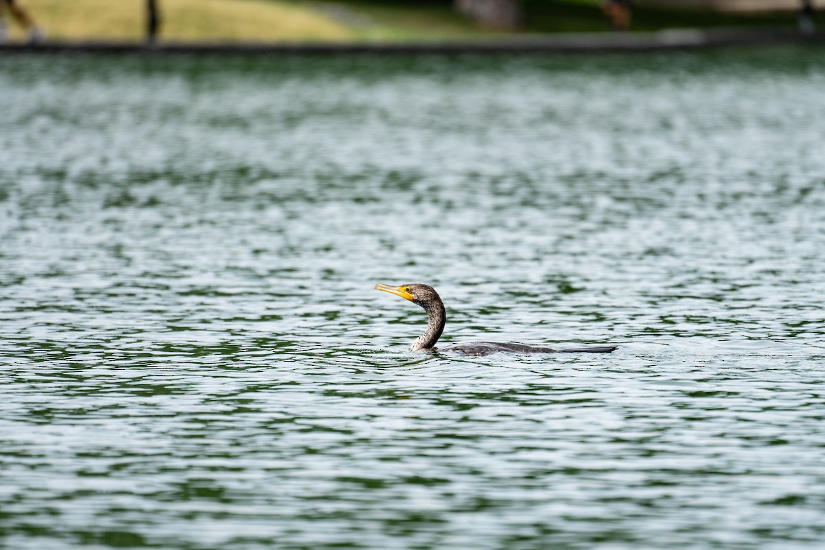 Double-crested Cormorant - ML350605291