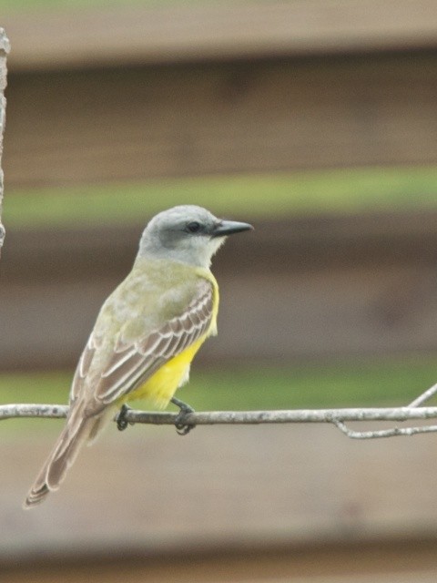 Couch's Kingbird - LG Pr