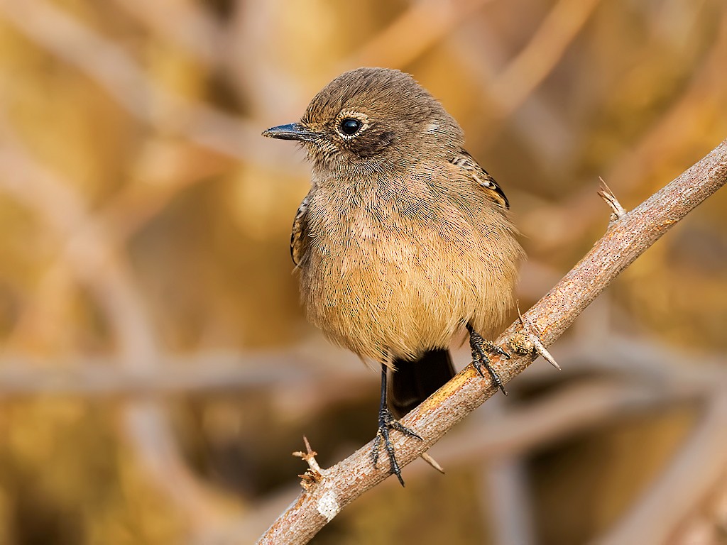 Pied Bushchat - Pankaj Maheria