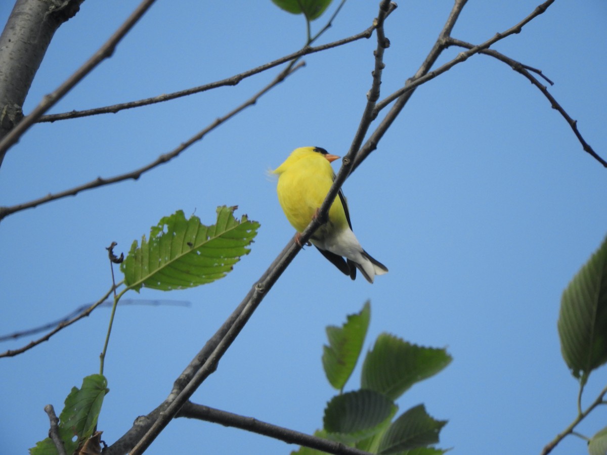 American Goldfinch - John McKay