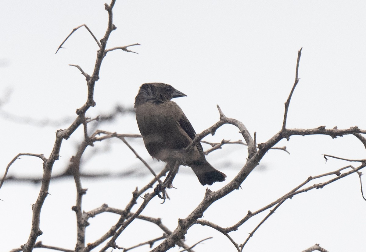 Shiny Cowbird - Wim van Zwieten