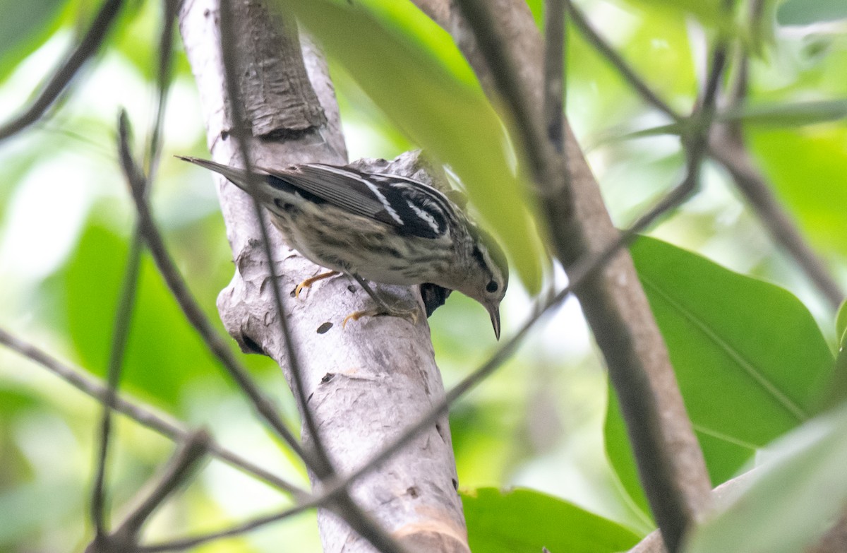 Black-and-white Warbler - Wim van Zwieten