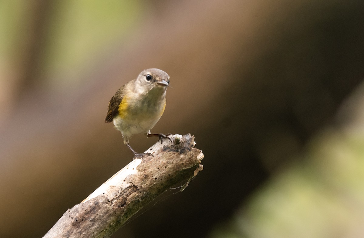 American Redstart - ML350606661