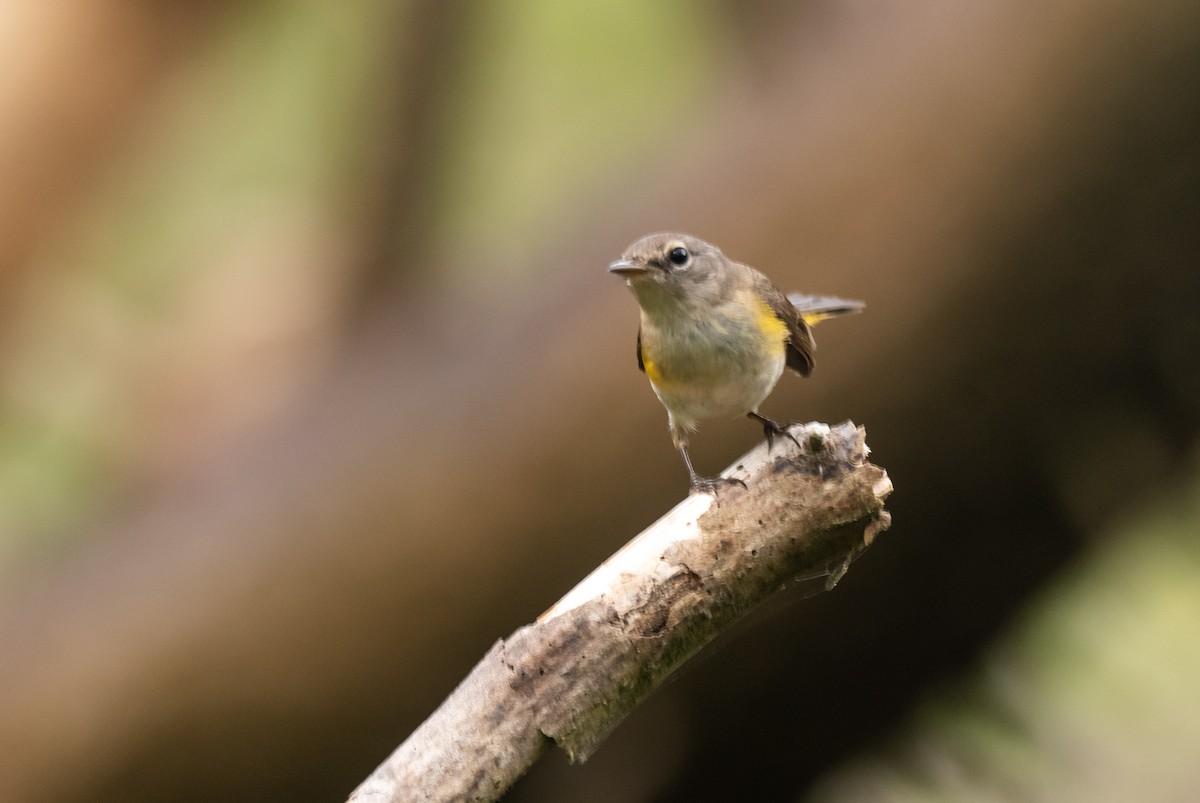 American Redstart - ML350606671