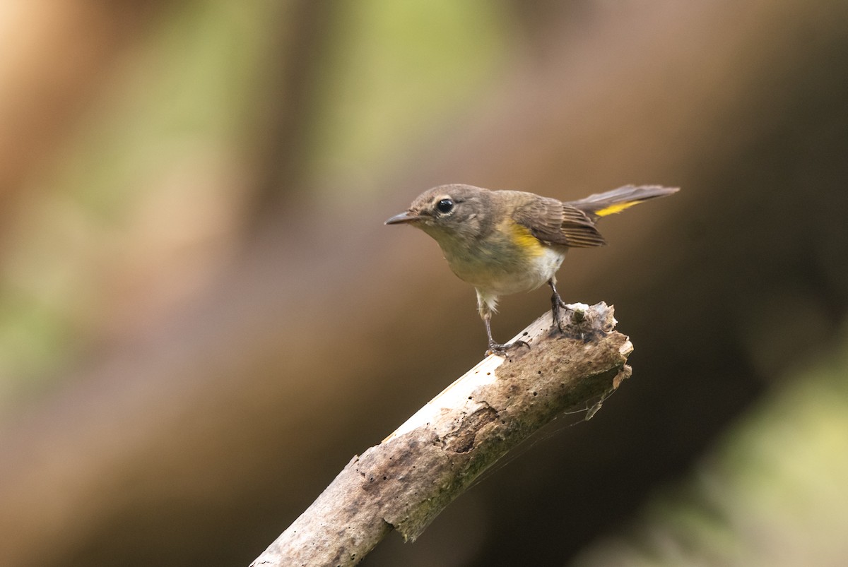 American Redstart - ML350606681