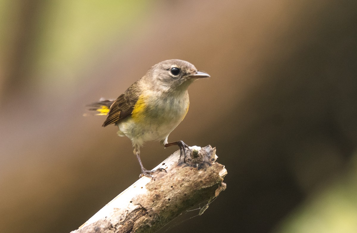 American Redstart - Wim van Zwieten