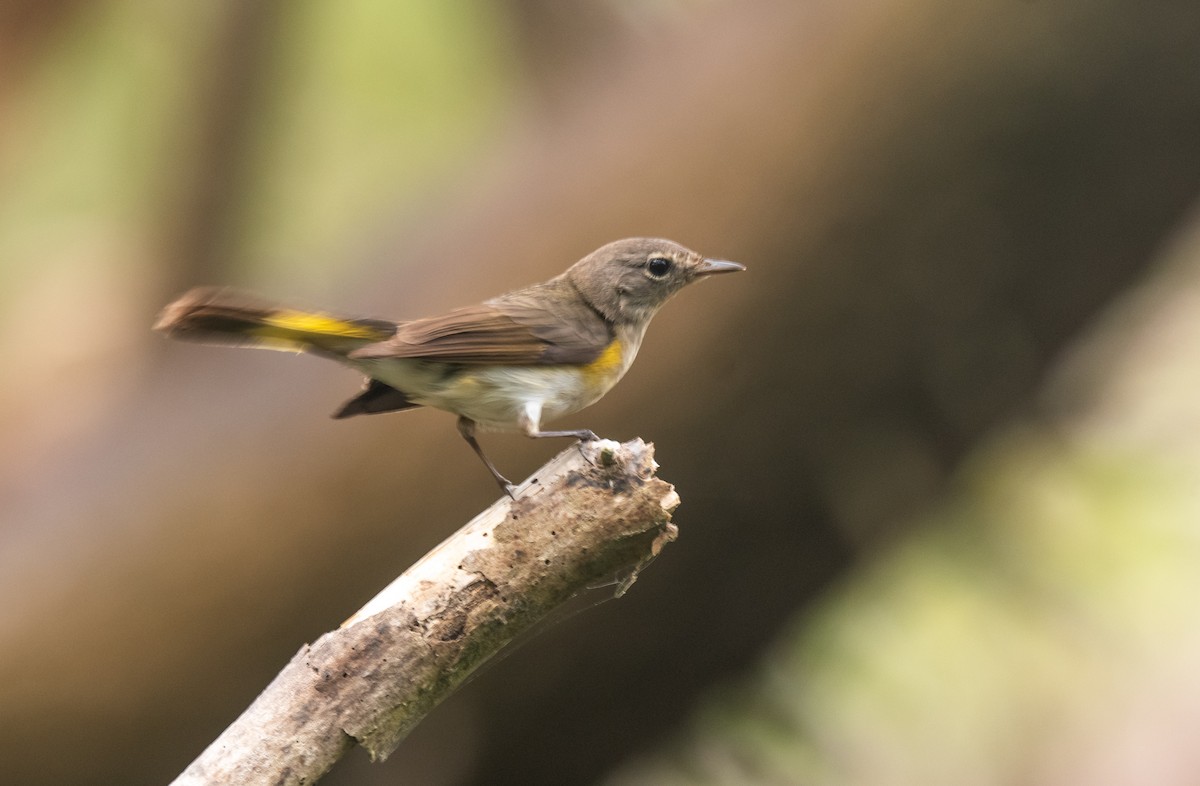 American Redstart - ML350606701