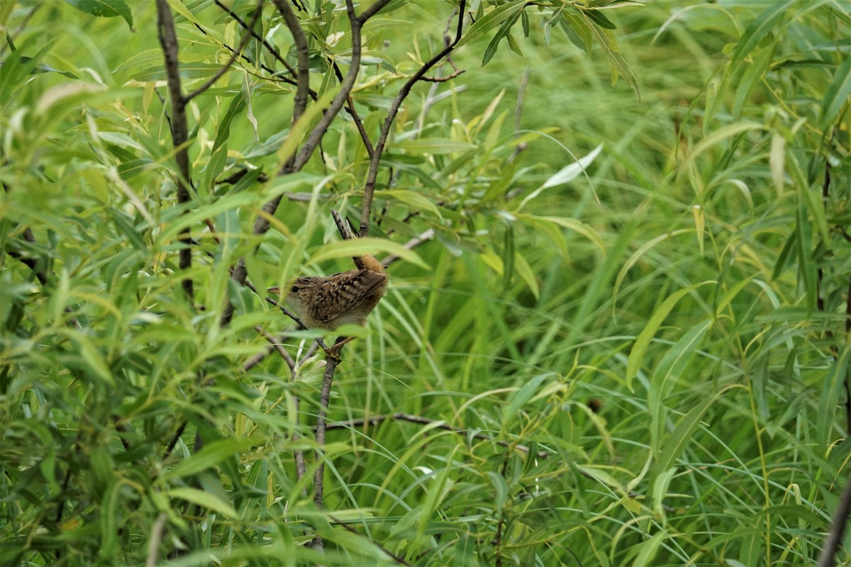 Sedge Wren - ML350607421