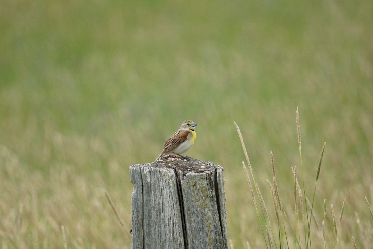 Dickcissel - ML350607521