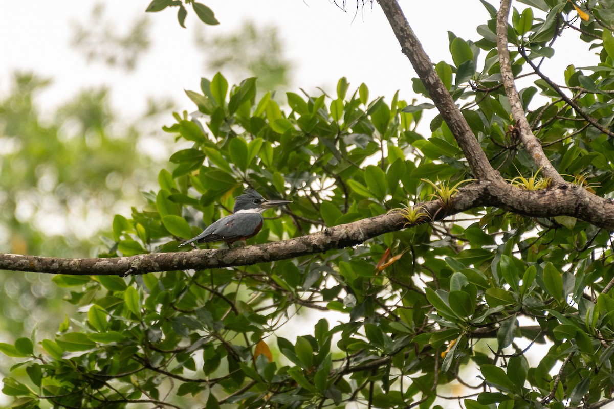 Ringed Kingfisher - ML350609201