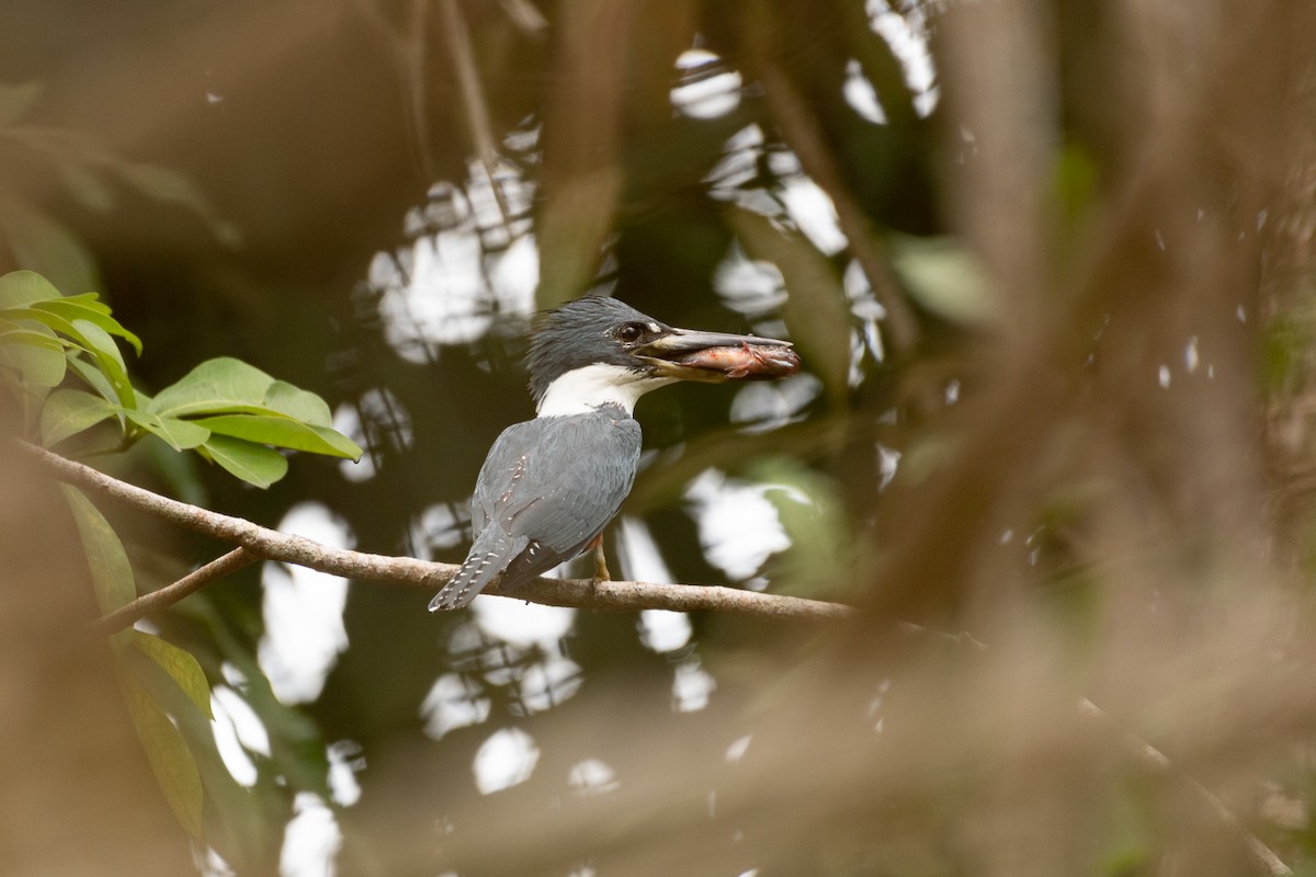 Ringed Kingfisher - ML350609231