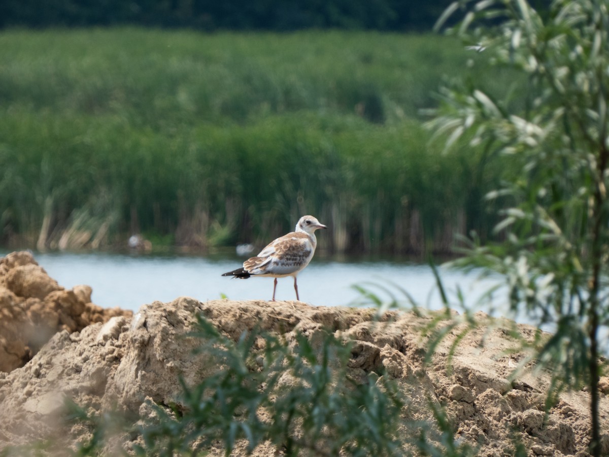 Black-headed Gull - ML350609291