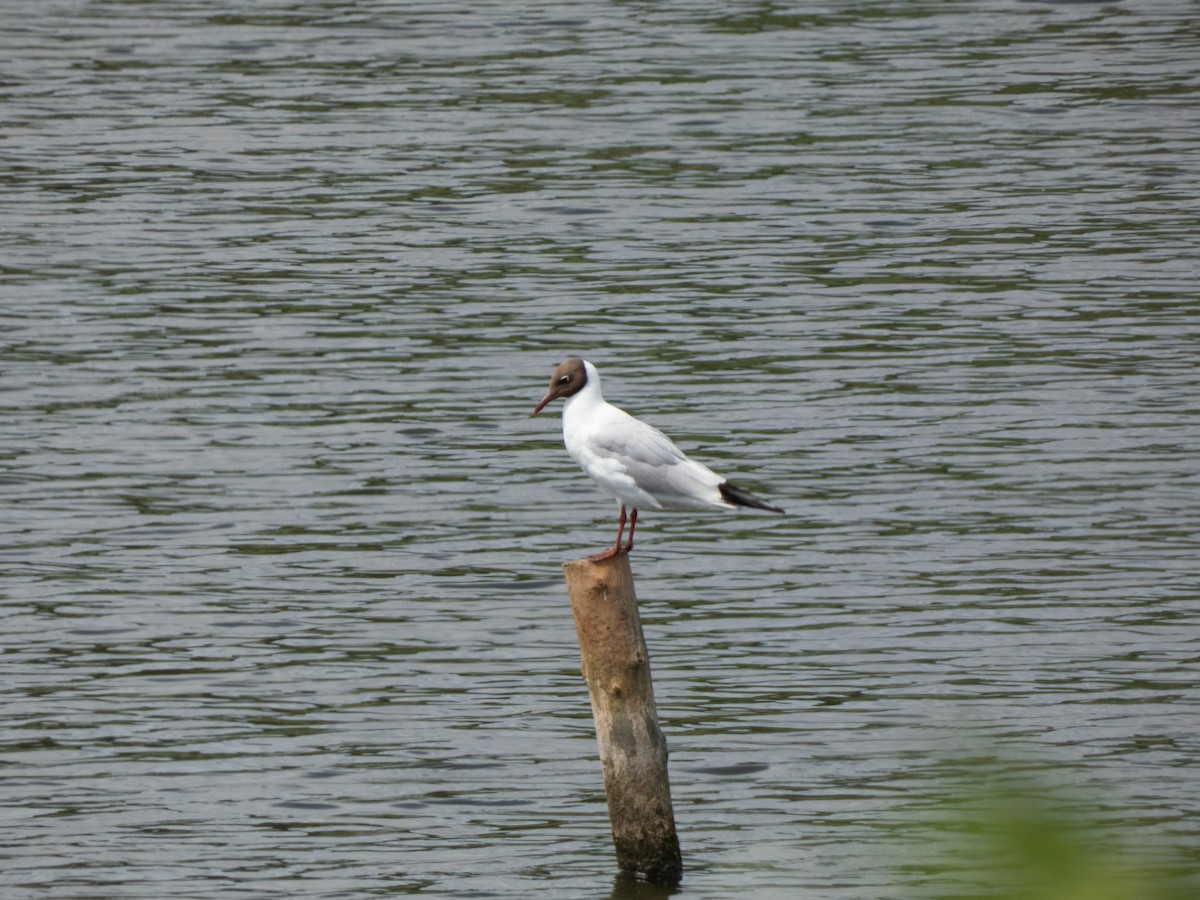 Black-headed Gull - Veronika Mak