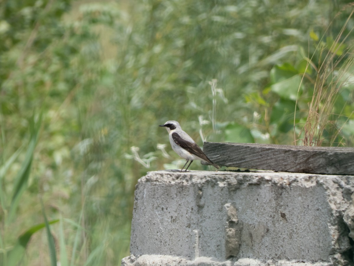 Northern Wheatear - ML350609541