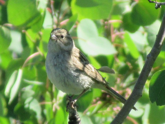 Brewer's Sparrow - ML350610141