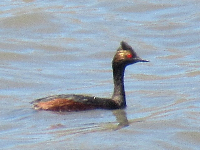 Eared Grebe - ML350610331