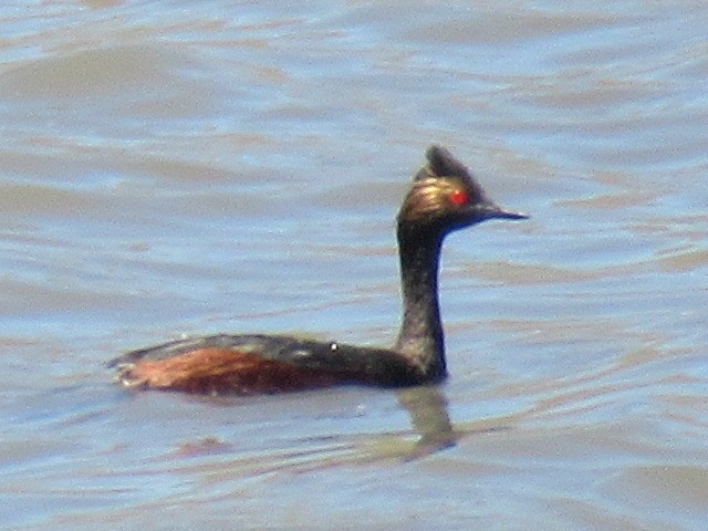 Eared Grebe - ML350610331