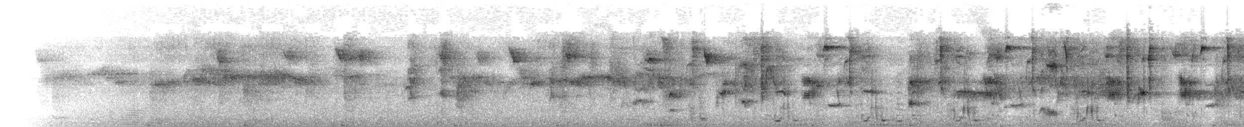 Колібрі-шаблекрил юкатанський (підвид curvipennis) - ML350611111