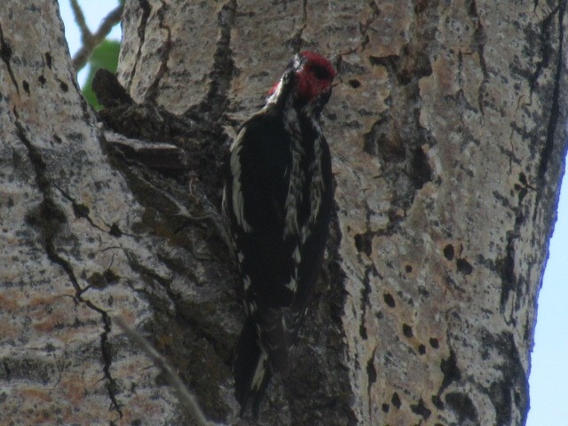 Red-naped Sapsucker - ML350611411