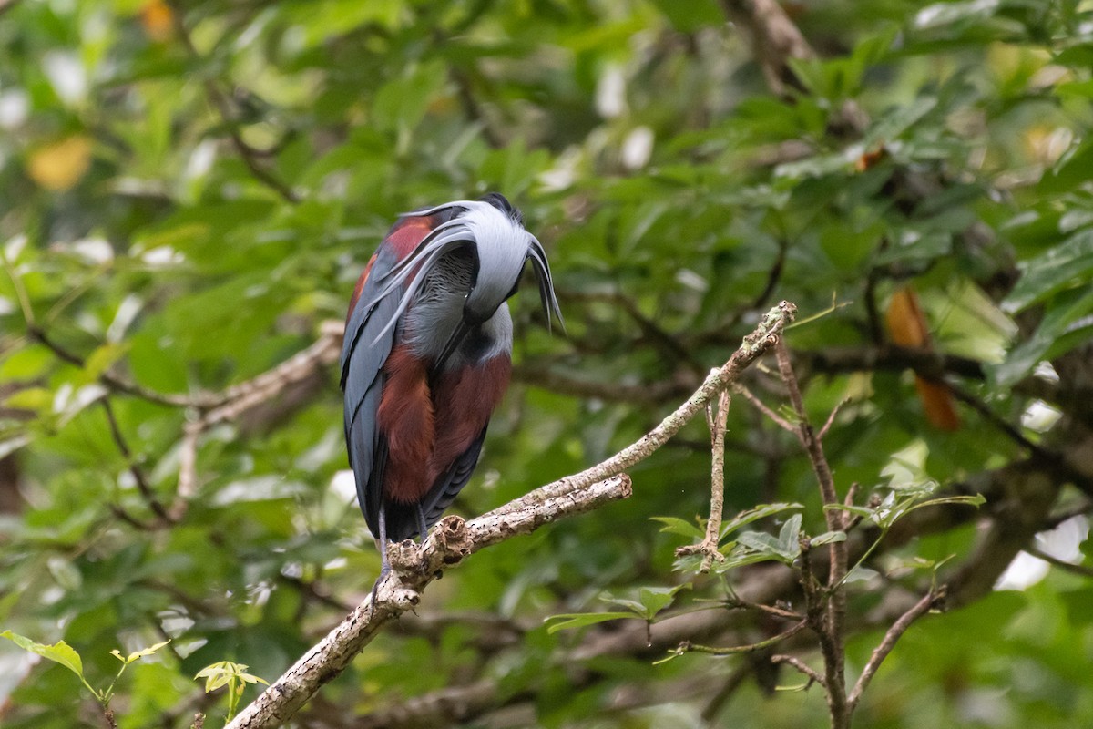 Agami Heron - ML350612621