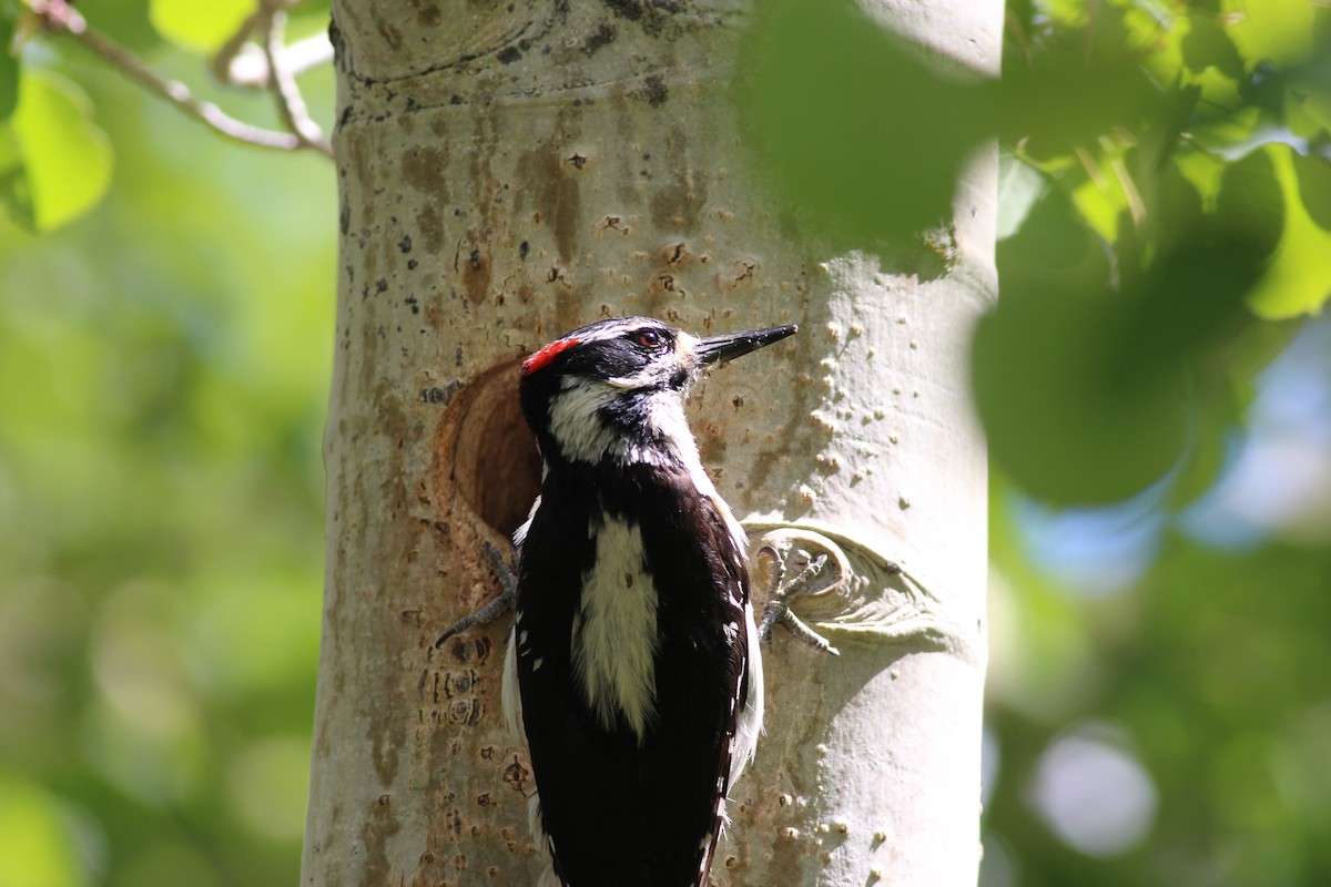 Hairy Woodpecker - Ben Johnson