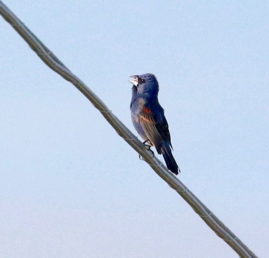 Blue Grosbeak - Karl Overman