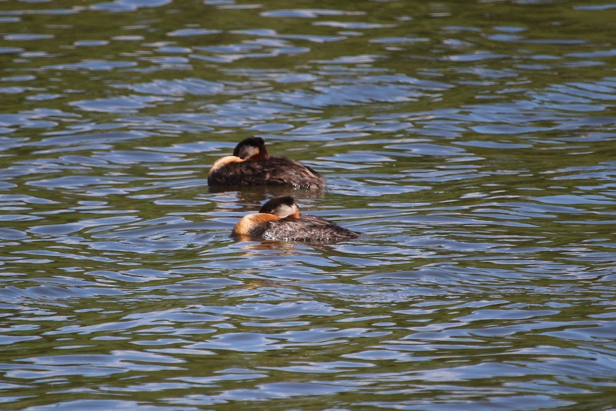 Red-necked Grebe - ML350617091