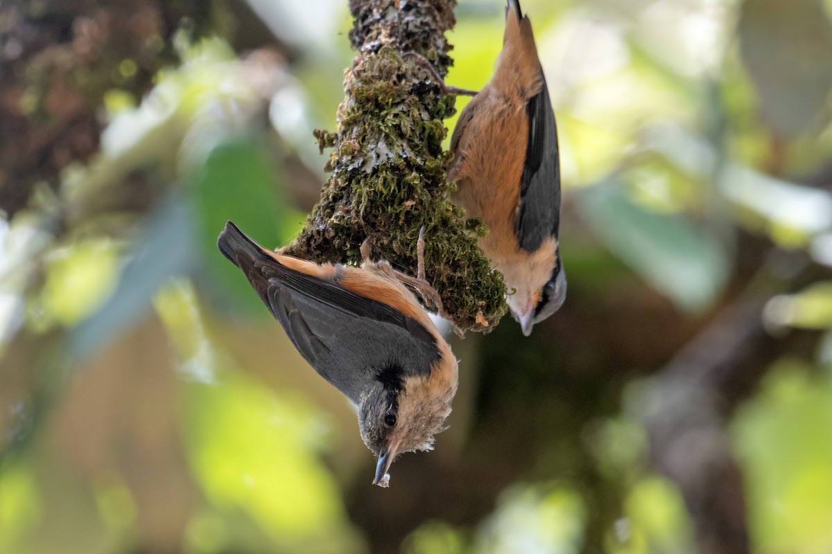 White-tailed Nuthatch - ML350618331