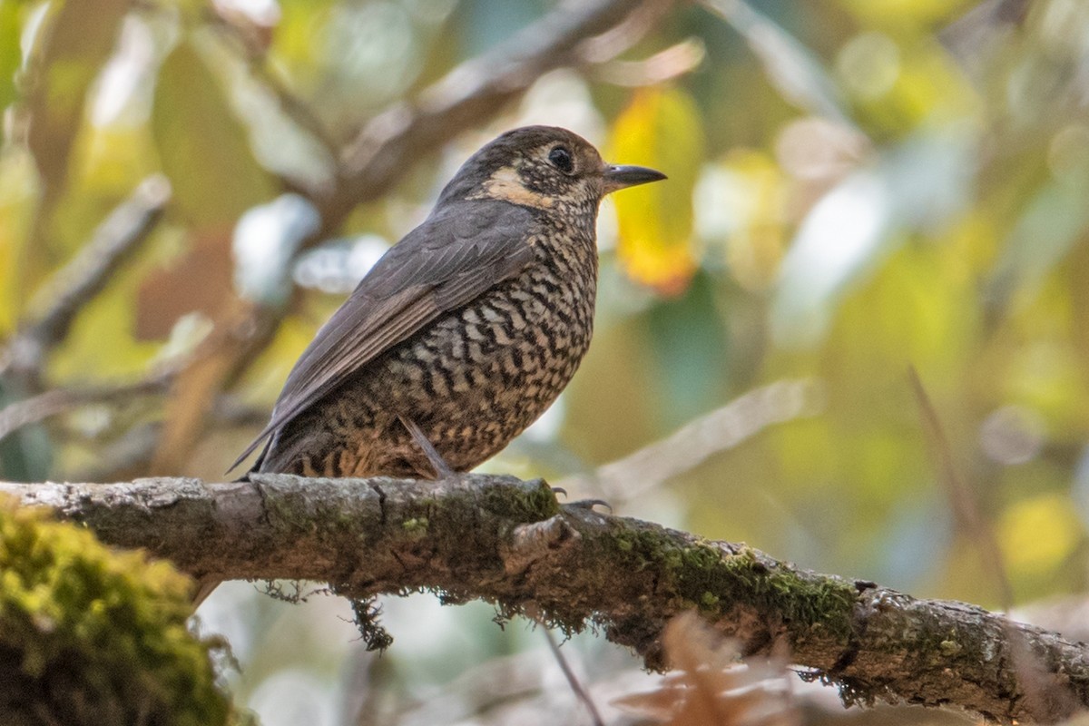 Chestnut-bellied Rock-Thrush - ML350618491