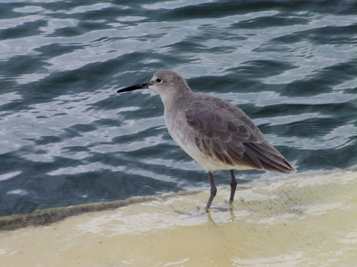 Willet - ML350619661