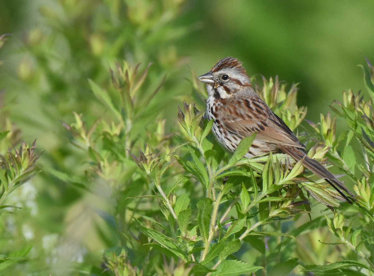 Song Sparrow - Jason Vassallo